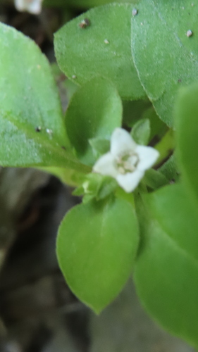 Neanotis hirsuta iNat (3)