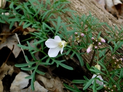 Cardamine dissecta