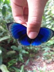 Prepona hewitsonius