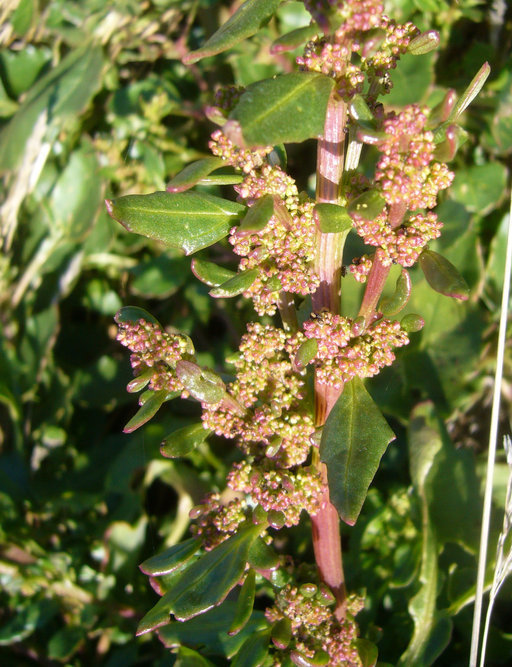 Chenopodium macrospermum
