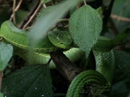Coffee Palm Viper