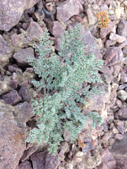 Lomatium foeniculaceum