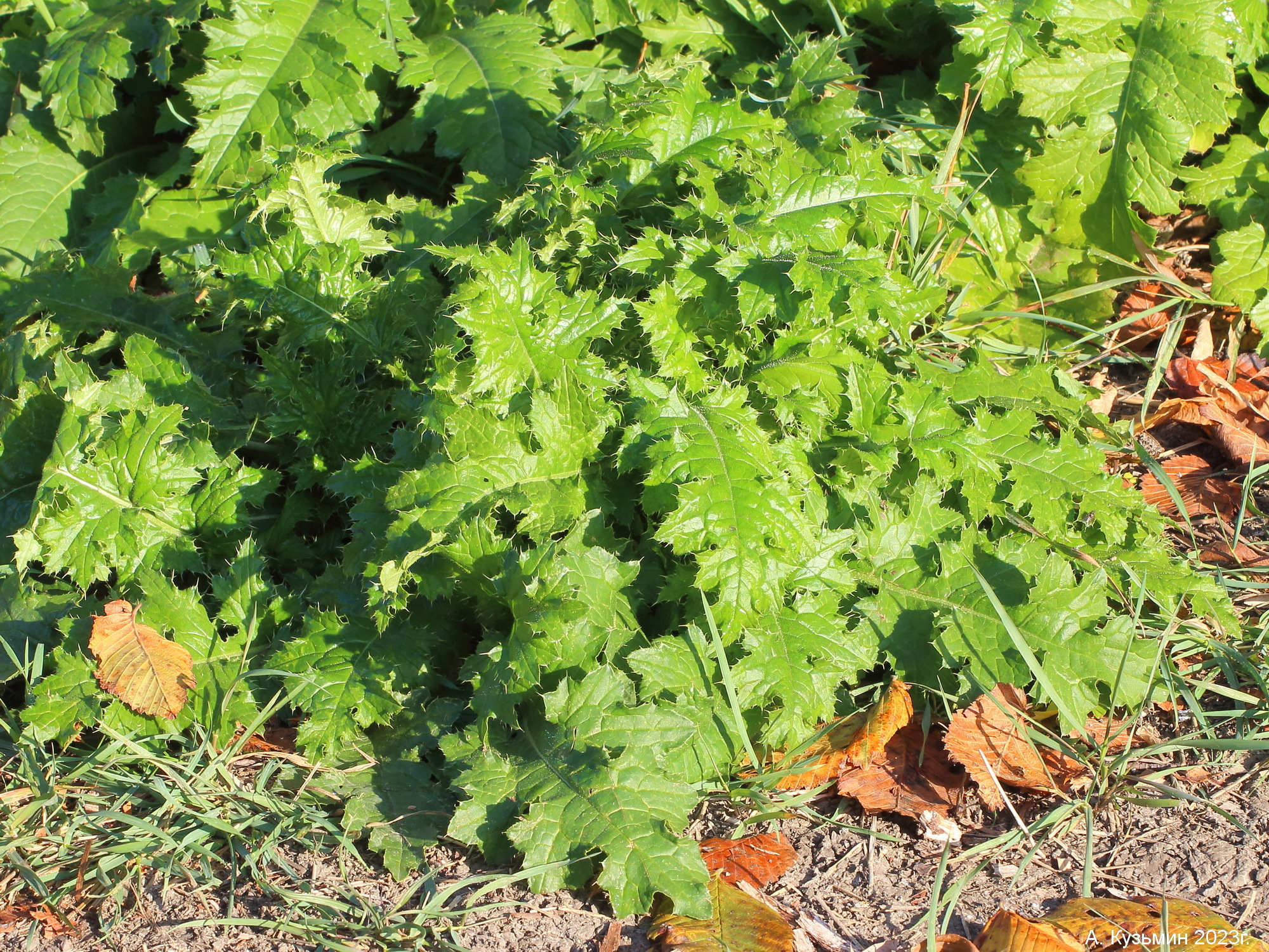 Чертополох Курчавый (Carduus crispus)