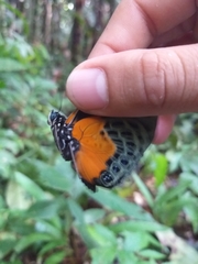 Prepona hewitsonius