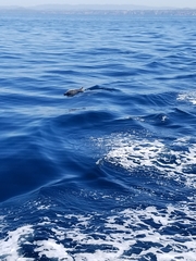 Delphinus