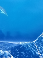 Delphinus