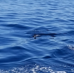 Delphinus