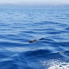 Delphinus