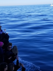 Delphinus
