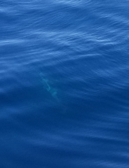 Delphinus