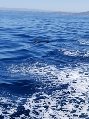 Delphinus
