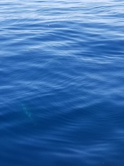 Delphinus