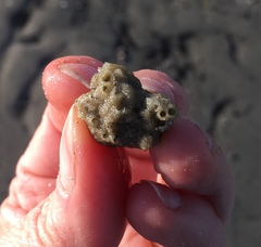 Phragmatopoma caudata