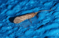 Philanisus plebeius