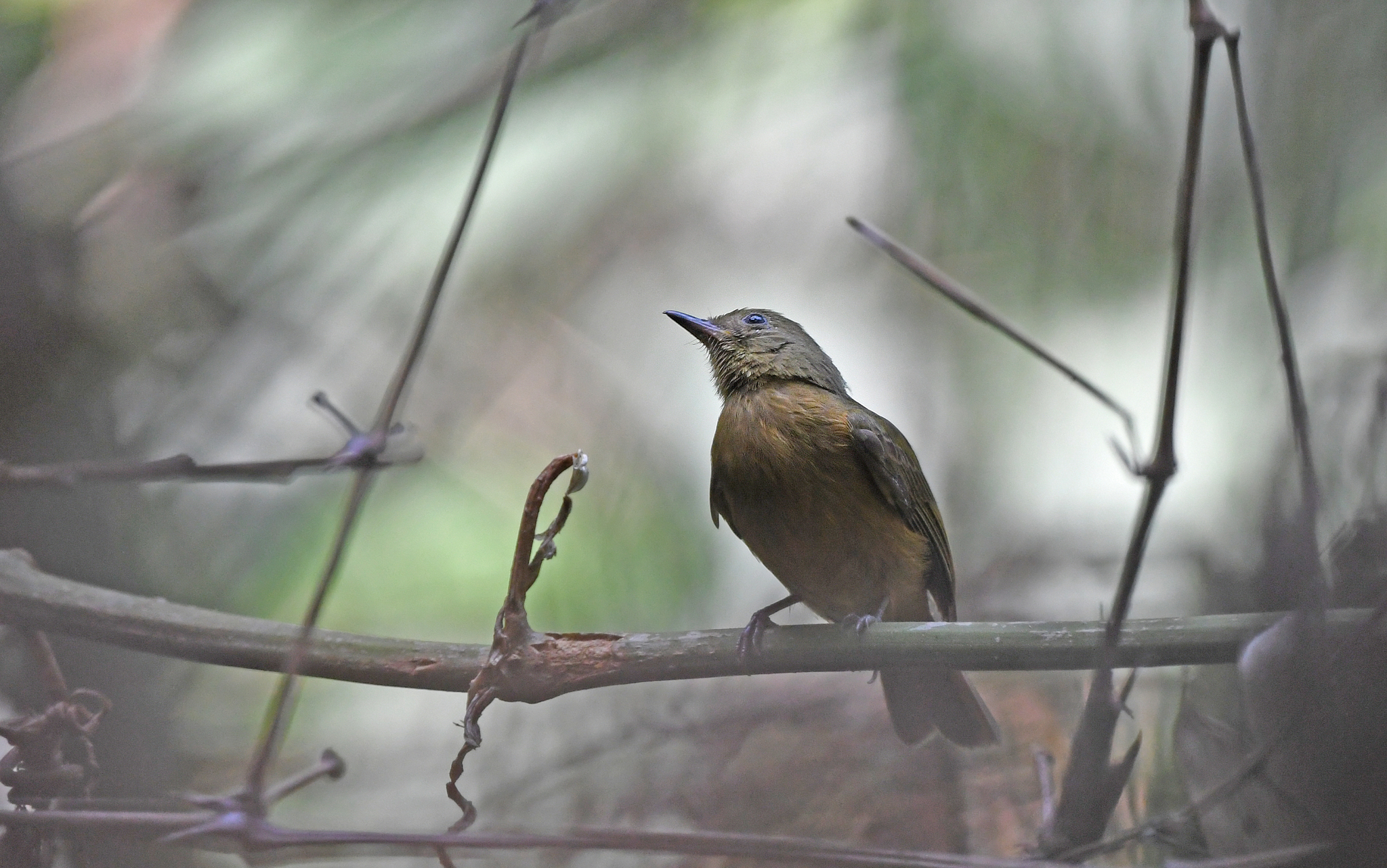 McConnell's Flycatcher (Mionectes macconnelli), photo 2