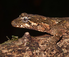 Mokopirirakau granulatus