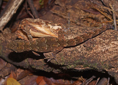 Mokopirirakau granulatus