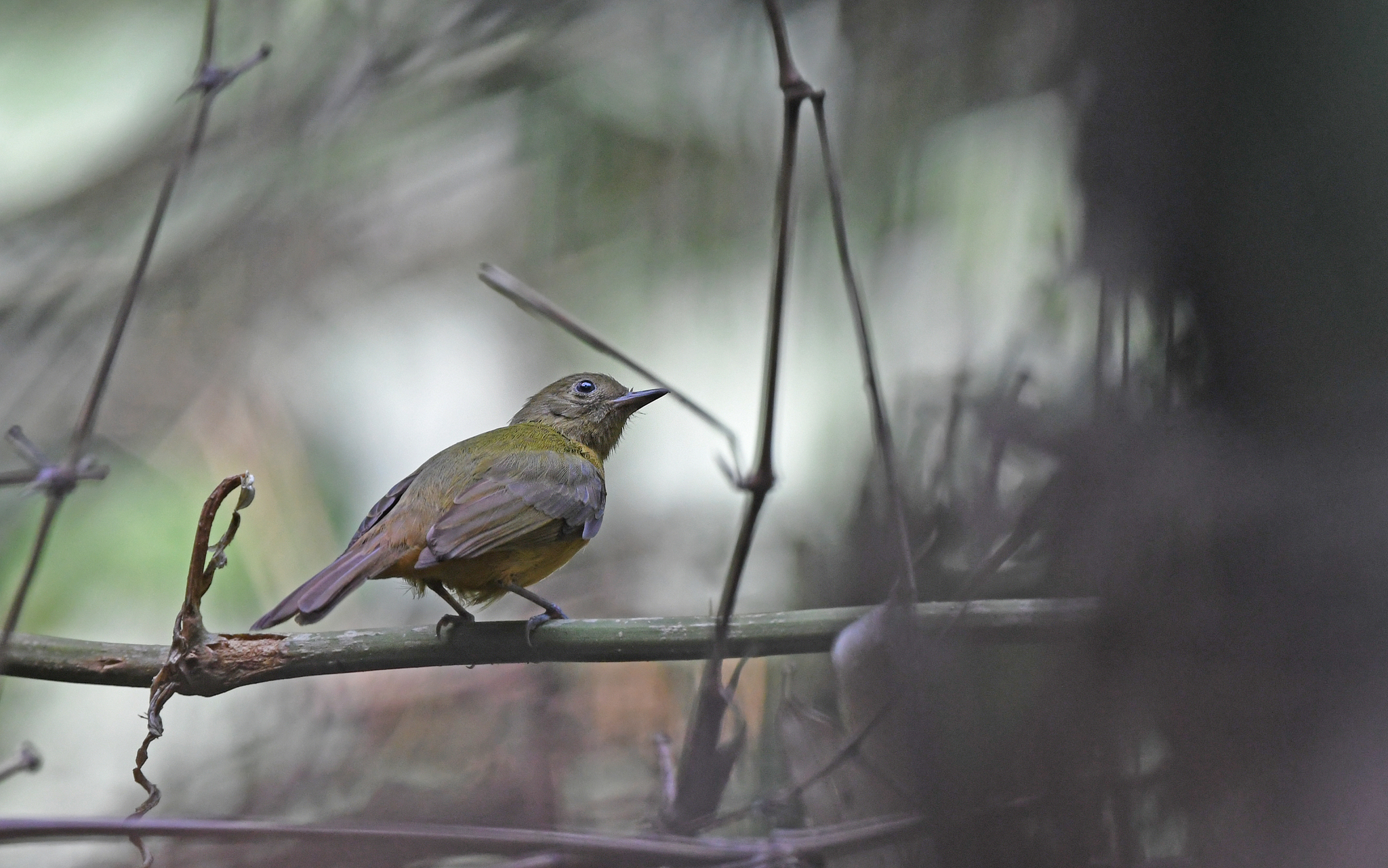 McConnell's Flycatcher (Mionectes macconnelli), photo 3
