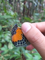 Prepona hewitsonius