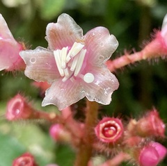 Tococa (Tococa)