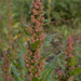 Red Goosefoot - Photo (c) --Tico--, some rights reserved (CC BY-NC-ND)