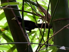 Amblycercus holosericeus