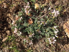 Astragalus cibarius
