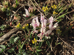 Astragalus cibarius