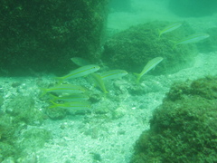 Mulloidichthys dentatus