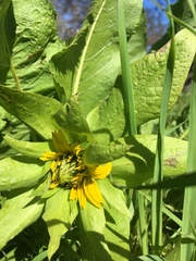 Wyethia glabra