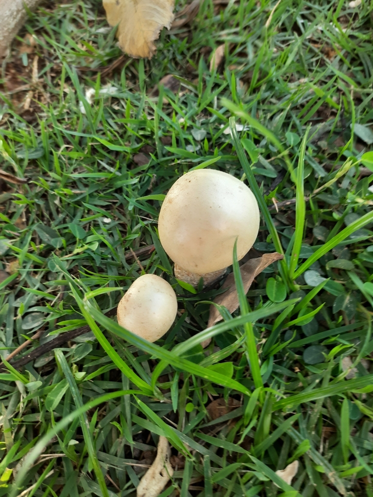 Macrocybe titans · October 2023 · photo: © paulonogueira1 (iNaturalist, cc-by)