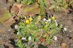 Camissoniopsis cheiranthifolia cheiranthifolia
