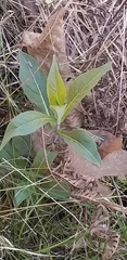 Triosteum angustifolium