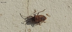 Urochela quadrinotata