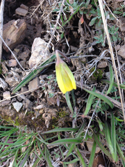 Fritillaria pudica