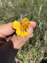 Leptosyne calliopsidea