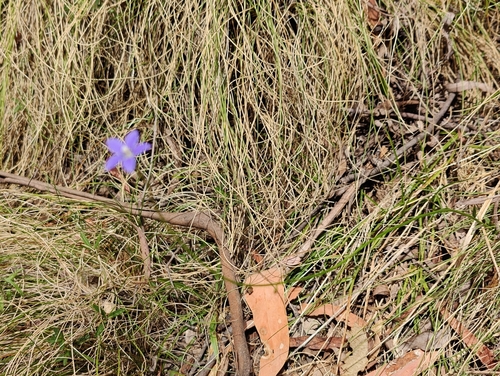 Image of Wahlenbergia stricta by no rights reserved
