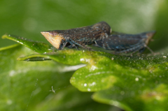 Scaphytopius loricatus