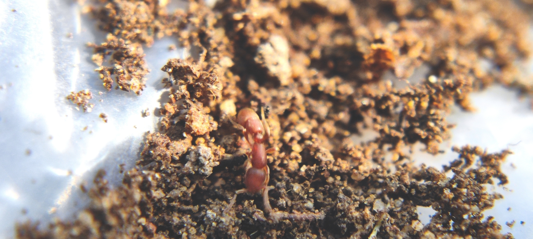 Proceratium williamsi