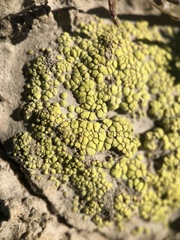 Acarospora schleicheri