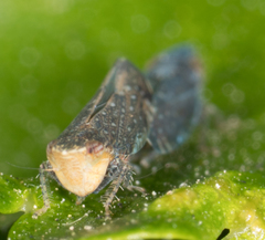 Scaphytopius loricatus