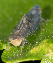 Scaphytopius loricatus