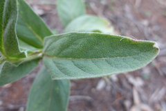 Verbascum thapsus thapsus