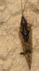 Sympherobius barberi