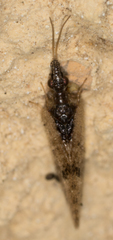 Sympherobius barberi