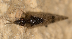 Sympherobius barberi