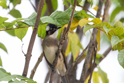 Light-vented Bulbul (Pycnonotus sinensis), photo 10