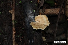 Flabellophora