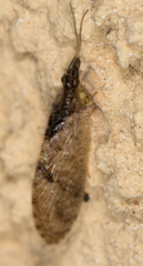 Sympherobius barberi