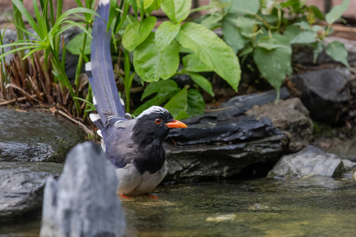Red-billed Blue Magpie (Urocissa erythroryncha), photo 10